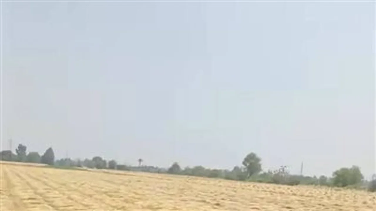 نجاح ملحوظ في توريد القمح خلال موسم استثنائي